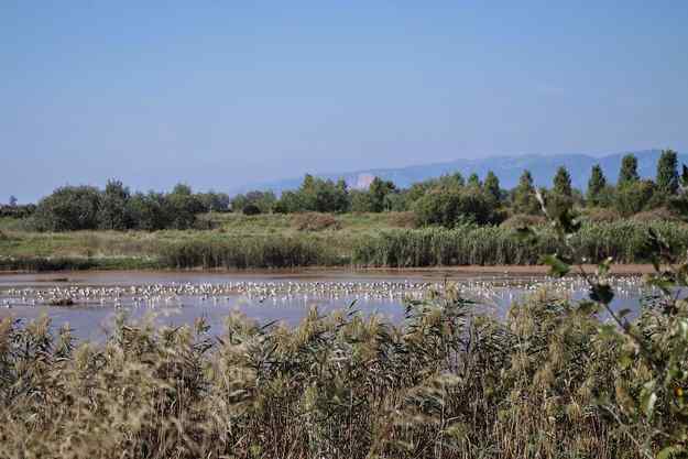 9a edició de la Marató ornitològica cooperativa al Delta del Llobregat